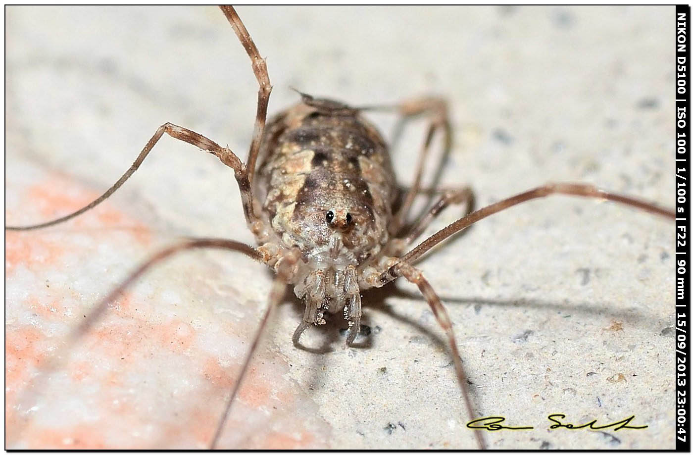 Phalangium targionii or Dasylobus cf. argentatus?